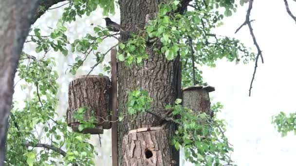 Artificial nesting places for birds in spring — Stock Video
