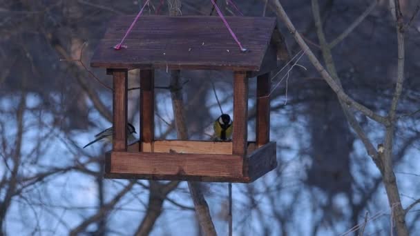Birds flock to the feeder in a harsh snowy winter — Stock Video