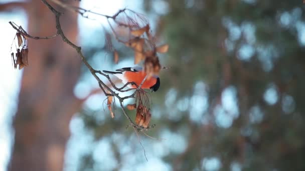 Bullfinch τρώει ξηρούς σπόρους σε ένα δέντρο και πετάει μακριά — Αρχείο Βίντεο