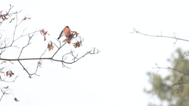 Bullfinch sentado em um ramo em um dia ensolarado de neve — Vídeo de Stock