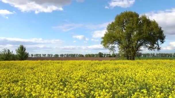 Groene boom tussen geel koolzaadveld — Stockvideo