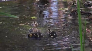 Orman gölündeki küçük ördek yavruları