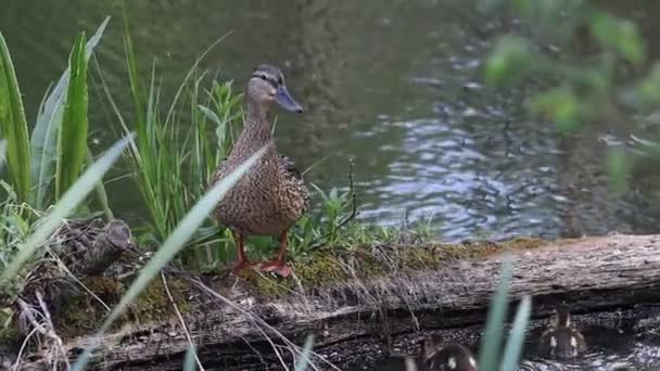 Orman gölünde ördek yavrusu olan yaban ördeği. — Stok video
