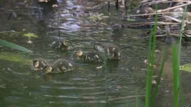 Sığ sulardaki küçük yaban ördekleri bir bahar günü beslenir.