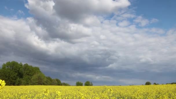 champ de colza jaune et nuages orageux dans le ciel