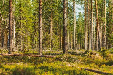 Bir yaz akşamında ölü odunla güzel bir orman.