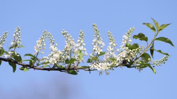 Beautifully flowering branch against the sky — Stock Video