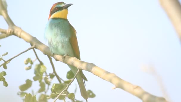 봄철푸른 가지들 사이에 앉아 있는 벌잡 이 새 — 비디오