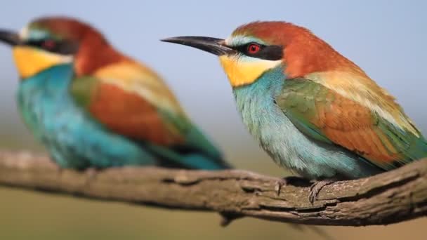 Pair of bee-eaters sitting on a branch — Stock Video