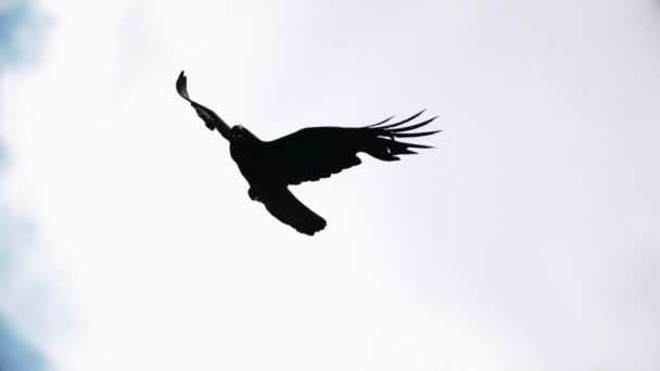 Cuervo extendiendo sus alas vuela en el cielo — Vídeo de stock