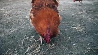 Kırmızı horoz pençeleriyle toprağı tırmalıyor.