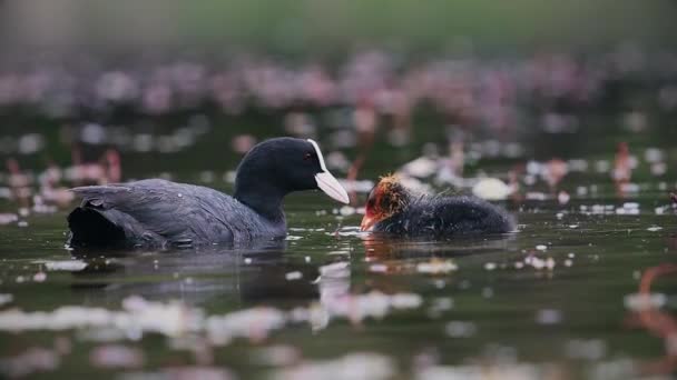 Coot krmí kuřata na lesním jezeře — Stock video