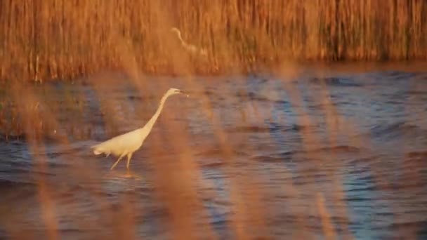 Біла чапля на мілководді рибалка на заході сонця — стокове відео