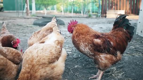 Galinhas vermelhas estão à procura de comida no chão — Vídeo de Stock