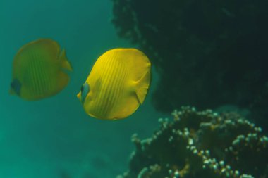 Sarı balıklar denizde mercanların arasında yüzerler.