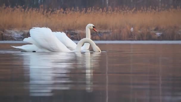 Пара белых лебедей спокойно плавают по озеру — стоковое видео