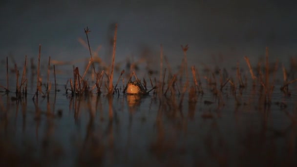 Frosch singt ein Frühlingslied mit dem Kopf aus dem Wasser — Stockvideo