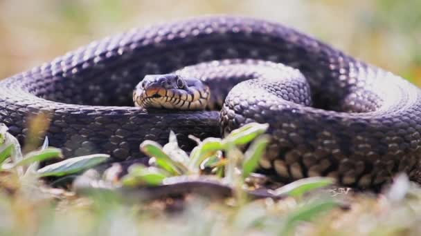 Large snake lies in the grass and sticks out its tongue — Stock Video
