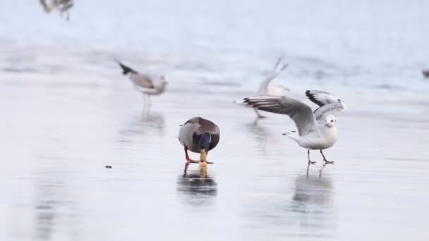 Volavka a racek na ledě kloužou a chytají kus chleba — Stock video