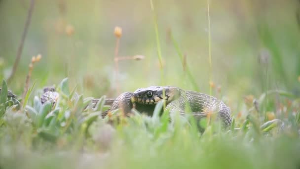蛇潜伏在草丛中 — 图库视频影像