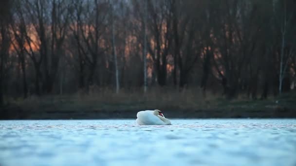 Лебедь плавает на вечернем озере, а затем бежит по воде — стоковое видео