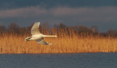 Beyaz kuğu güzel bir gölün üzerinde hızla uçar.