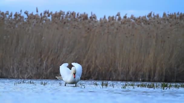 Bílá labuť za soumraku na jezeře čistí peří a pak plave na vodě — Stock video