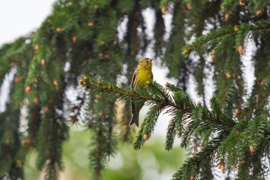 Ağaçtaki sarı kuş