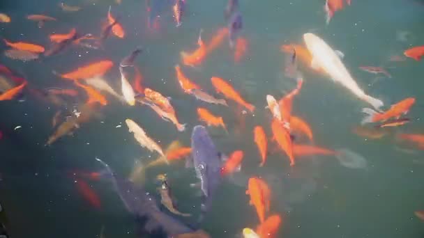 Colored carps swim in the pond — Stock Video