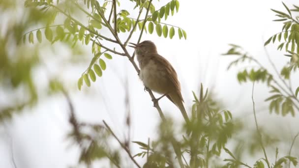 Uccello canta magnificamente una canzone primaverile — Video Stock