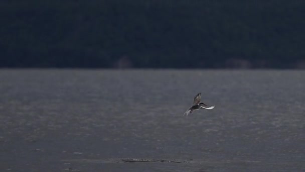 鸟儿从水里慢慢地跳出来，飞走了 — 图库视频影像