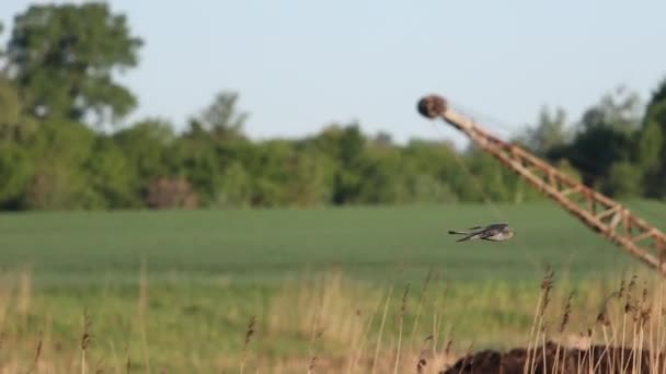 Кукушка летит медленным движением весенним утром — стоковое видео