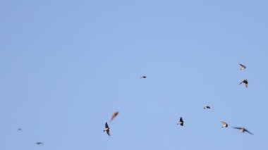 Yavaş çekimde yutar açık havada uçar