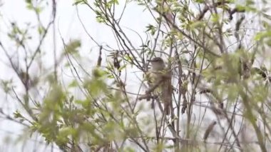 Warbler çalılıklarda bir bahar şarkısı söyler.