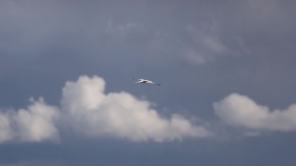Gabbiano al rallentatore vola su un bel cielo — Video Stock