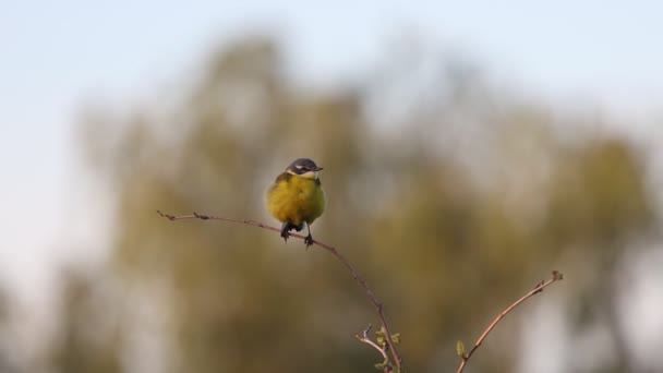 Жовтий вагонетка тремтить хвіст, сидячи на гілці — стокове відео