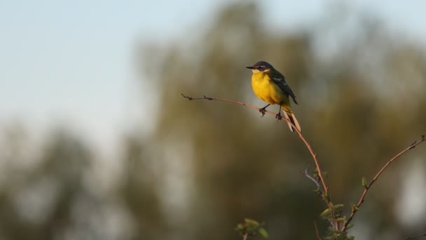 Желтый хвост поет песню под утренним солнцем — стоковое видео