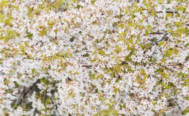 güzel bahar çiçeklerinin arka planı