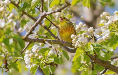 Vahşi kuş ağaçta açan çiçeklerin arasında şarkı söylüyor.