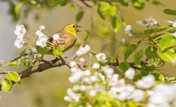 yellowhammer sings among the blooming flowers on the tree