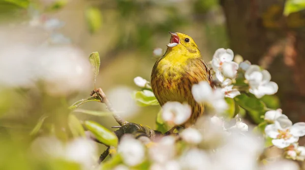 Yellowhammer sings on a blossoming tree with its beak wide open — Stock Photo, Image