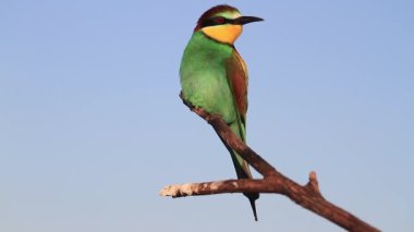 Arı yiyici gökyüzüne karşı bir dalda oturur.