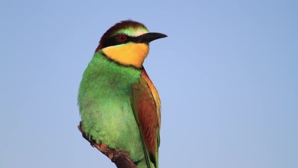 Bellissimo uccello colorato sullo sfondo del cielo — Video Stock