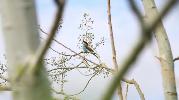 Abeja come come una libélula sentada en las coronas de un árbol — Vídeo de stock