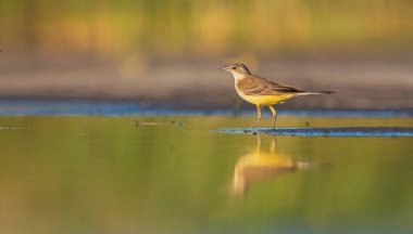 Sarı kuyruklu, yansımalı suda duruyor.