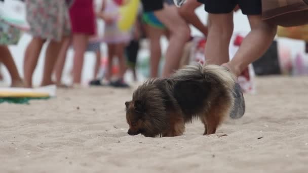 Στάση σκύλου στην παραλία, στη συνέχεια, ακολουθεί τον ιδιοκτήτη — Αρχείο Βίντεο