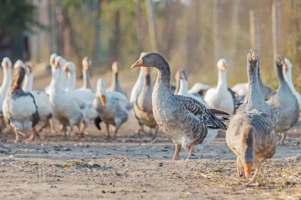 leader of the domestic geese stands proudly on the road