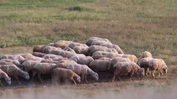 Flock får som rör sig framåt på fältet — Stockvideo