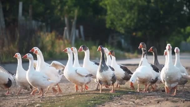 Geese flap their wings, accelerate and take off — Stock Video