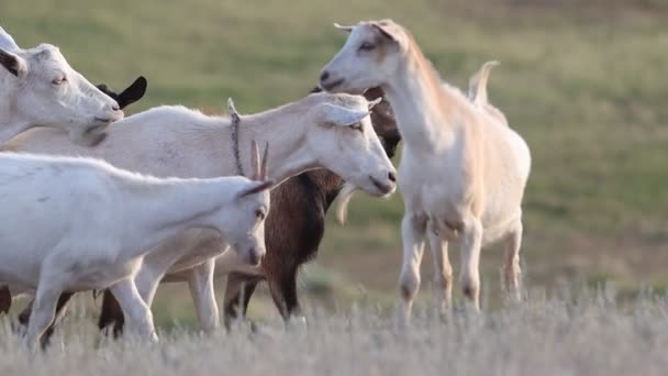 Troupeau de chèvres marchant le long de la route au milieu du champ — Video